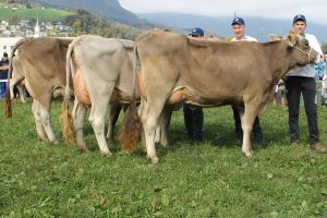 151009ViehschauSarnen 041